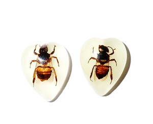 Cabochon en plastique en forme de cœur avec spécimen réel d'abeille, 17x21 mm, fond plat, pour artisanat et fabrication de bijoux - Product Image 2