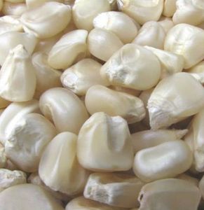 Excelente Opción, Semillas de Maíz Ceroso Orgánicas Secas de Alta Calidad a Precio Económico para Cocina Saludable, Cereales, Industria de Snacks, Exportación a Granel - Product Image 3
