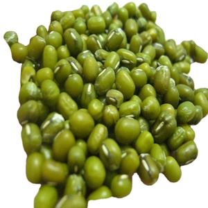 ถั่วเขียวสีเขียวคุณภาพพรีเมี่ยมสำหรับขายในอินเดีย - Product Image 5