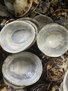 Beautiful Vietnam oval limpet seashell for retail souvenir shops coastal gift stores featuring polished surfaces ocean beauty - Product Image 2