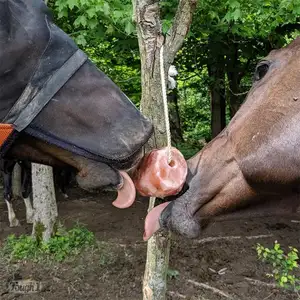 Chevaux, bétail et Stock vivant grande Nutrition rose sel de l'himalaya léchage bloc rond sur corde