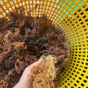 Musgo Marino Morado Crudo de Primera Calidad Secado al Sol (Eucheuma cottonii) – Origen Vietnam, Empaque a Granel - Product Image 1