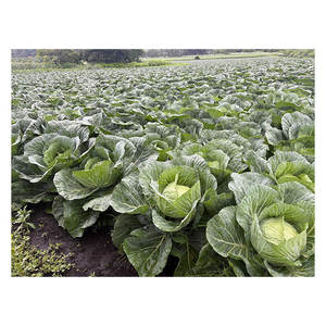 Productos de Vendedores Perfectos: Verduras Frescas de China de Inmenso Poder Nutritivo: Hoja de Camote, Espinaca, Rábano y Repollo Verde - Product Image 1