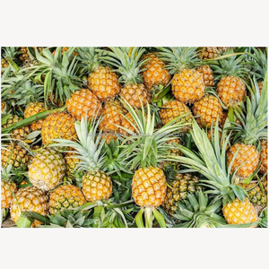 สับปะรดพรีเมียมสดใหม่ ผลไม้เขตร้อนหวานฉ่ำ คุณภาพส่งออก ผลิตจากฟาร์มสดใหม่ ขายส่งจำนวนมาก ผู้จัดจำหน่ายจากบังกลาเทศ ซิกซ์ ซีซั่น อะโกร - Product Image 3