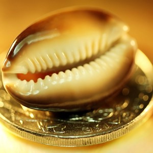 Beach Wedding Decor <b>Large</b> Polished Leopard Cowrie Seashell Glossy Spotted Porcelain Shell Party Favor Wholesaler - Macy - Product Image 5