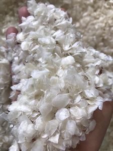 Escamas de Pescado, Oferta Especial, Materia Prima Marina Premium, OEM ODM Vietnam - Product Image 4