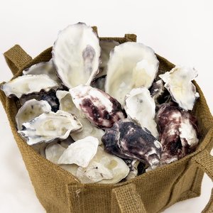 Conchas de ostra de bajo costo, conchas naturales de playa para manualidades y decoración, suministro directo del fabricante - Product Image 6