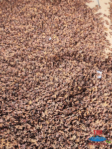 Anís estrellado seco sin sulfuro, sin tallo, de excelente calidad, suministro directo de agricultores, especias crudas AD para cocinar - Product Image 3