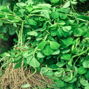 Feuilles de fenugrec séchées Kasuri Methi d'Inde pour l'assaisonnement traditionnel, les mélanges culinaires et la restauration professionnelle - Product Image 6
