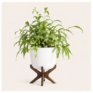 Modern Solid Wood Plant Stand Eco-Friendly Minimalist Indoor Flower <b>Pot</b> <b>Holder</b> Floor Standing Display for Home & Garden Decor - Product Image 2