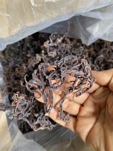 Alga Eucheuma Cottonii Seca, Mezcla Morada y Dorada, Materia Prima para Extracción Industrial de Carragenano, Calidad de Exportación a Granel - Product Image 3