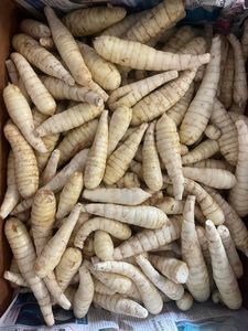 Poudre de racine de arrowroot 100 % pure – Fournisseur en gros du Vietnam pour l'industrie alimentaire - Product Image 5