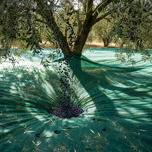 Malla de Cobertura para Cultivo de Olivos Verdes, para Protección de Frutas en Huertos - Product Image 3