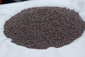 Factory Direct Bulk Supply Premium Natural White Mustard Seed Herbal <b>Plant</b> for Spice & Culinary Industry - Product Image 3