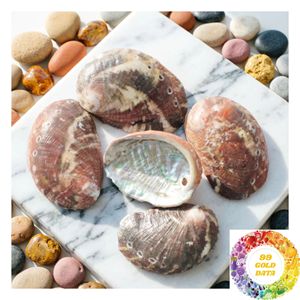 Iridescent Abalone <b>Shell</b> Decorative Accent Natural <b>Shell</b> <b>Ornament</b> for Home Interior Tabletop Display and Coastal Decor - Product Image 5