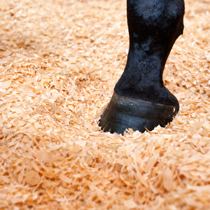 ASTILLAS DE MADERA DE CALIDAD PREMIUM PARA CAMAS DE ANIMALES Y USO INDUSTRIAL/ SRA. ALINA - Product Image 3