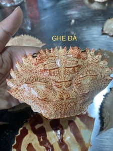 Wholesale <b>Crab</b> <b>Shell</b> Restaurant Food Service Supply Polished Low Odor <b>Crab</b> Carapace - Product Image 2