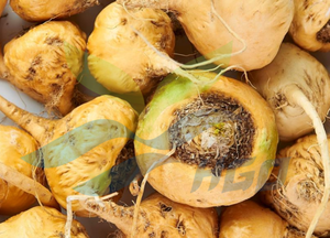 Hgo สารสกัดจาก Maca ธรรมชาติบริสุทธิ์ (Lepidium meyenii) จากโรงงานโดยตรง (เกรดอาหาร) ข้อมูลจำเพาะ10:1 (สารสกัดอัตราส่วน) - Product Image 3
