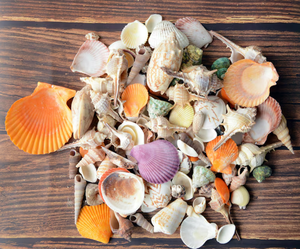 งานหัตถกรรมเปลือกหอยชิ้นเปลือกหอยที่เป็นเอกลักษณ์สำหรับตกแต่งโต๊ะศิลปะที่ได้แรงบันดาลใจจากทะเลทำด้วยมือในเวียดนาม - Product Image 1