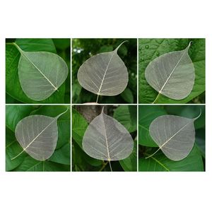 AQUA VRIKSHA Premium Natural Skeleton Bodhi Leaves for Crafts, Decoration, Resin Art & Floral Arrangements|Pack of 24 - Product Image 3
