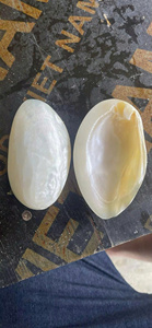 Cuillère en nacre naturelle, vaisselle en nacre, cuillère à caviar, fournisseur exportateur - Product Image 6