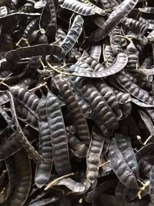 Langosta seca de miel de alto grado Fructus Gleditschiae de Vietnam - Product Image 3