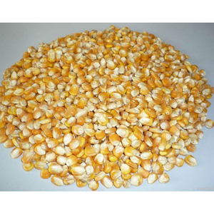 Maïs jaune pour la consommation humaine et l'alimentation animale - Product Image 1