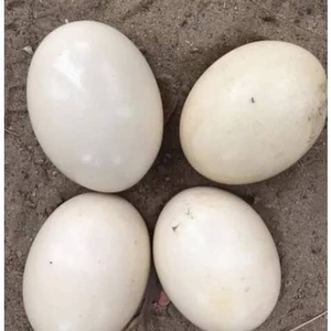 Œufs d'autruche fertiles à couver, œufs de volaille blancs fécondés pour l'exportation et l'élevage en ferme - Product Image 1