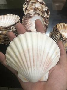 Conchas de Vieira Grandes VN Lavadas // Concha de Vieira Natural Blanca // Vietnam - Product Image 2