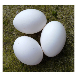 ไข่ไก่ขาวสดจากฟาร์มพรีเมียม คัดสรรอย่างพิถีพิถันสำหรับผู้ซื้อขายส่งระหว่างประเทศและบริษัทจำหน่ายอาหาร - Product Image 3