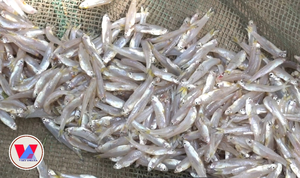 Anchois entiers congelés en gros, petits poissons congelés, fournisseur de fruits de mer en vrac du Vietnam - Product Image 5