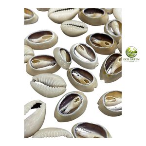 Cortes de Conchas Marinas Naturales Pulimentadas, Piezas Decorativas de Conchas Marinas para Suministros de Boda, Acuarios y Proyectos de Manualidades - Product Image 6