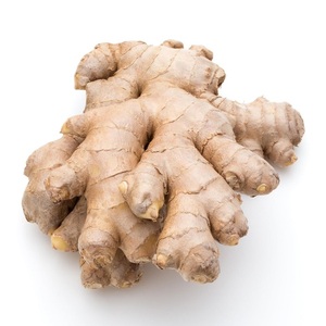 Jengibre Orgánico Fresco de Alta Calidad, Raíz de Especia Natural de Nueva Cosecha Producida en Granja, Ideal para Cocinar y Exportar, Suministro Global - Product Image 1