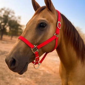 En gros, Licol d'entraînement en nylon pour cheval, confortable, robuste, réglable et durable, équipement d'équitation en gros - Product Image 2