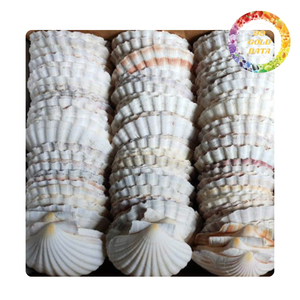 Decorative Double Wall Scallop Shells Natural Mixed Colors for DIY Crafts Wedding Decor Wholesale - Product Image 6