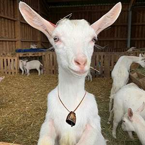 Campanas Pequeñas de Bronce Rojo, Sonido Fuerte y Claro, Campanas Metálicas para Manualidades, Antipérdida para Mascotas, Decoración Navideña, Campanas de Viento - Product Image 2