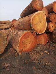 Bûches rondes en bois d'eucalyptus de qualité supérieure – Bois polyvalent (teck, pin, bouleau, bois de santal) à vendre - Product Image 3