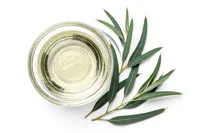 Huile Essentielle de Nilgiri 100% Pure Distillée à la Vapeur, Fraîche, pour Soulagement de la Douleur, Aromathérapie, Cosmétiques et Fournisseur en Gros
