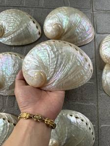 วัสดุเปลือกหอยเป๋าฮื้อธรรมชาติที่เป็นมิตรกับสิ่งแวดล้อม สำหรับทำเครื่องประดับ งานฝีมือ DIY ตกแต่งบ้าน และงานศิลปะ - Product Image 3