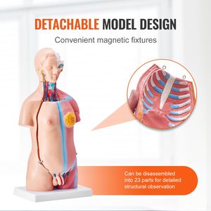Modèle d'anatomie du torse humain unisexe en 23 parties, 18 pouces, organes amovibles, squelette pour l'éducation et la formation - Product Image 4