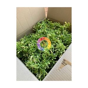 Flor de Papaya Macho Natural Fresca Seca Entera para Té, Hierba, Navidad, Cumpleaños, Venta al por Mayor, Paquete Personalizado, Soporte OEM, Vietnam - Product Image 3