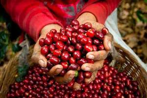 เมล็ดกาแฟโรบัสต้าเกรดเอ คั่วผสม สีเขียว คุณภาพสูง บ่มสุกเต็มที่ ผลิตในอินเดีย ขายส่งเพื่อการส่งออก - Product Image 6