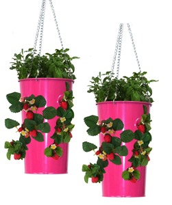 Pot de fleurs suspendu en métal rose avec plantes de fraises pour jardinières - Product Image 3