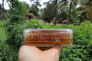 <b>Raw</b> <b>Organic</b> Honeycomb Vietnam Origin High Quality Sweet <b>Honey</b> Direct From Our Bee Farms - Product Image 4