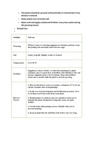 Semillas de Berenjena (Alicante) – aptas para cultivo agrícola - Product Image 6