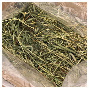 Heno de Timothy Fresco y Seco, Alimento para Mascotas, Proveedor de Pasto, Distribuidor Mayorista, Exportación en Grandes Cantidades - Product Image 6