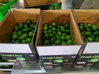 Citron vert bio sans pépins fraîchement vendu en gros au Viet Nam avec goût aigre HP 0084 917 476 477