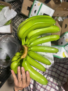 Plátanos Cavendish vietnamitas, calidad de exportación Premium para los Emiratos Árabes Unidos - Product Image 2