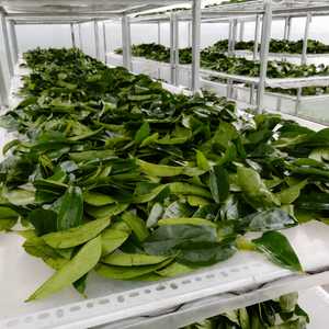 Feuilles de Graviola séchées de qualité export en gros - Product Image 6