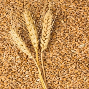 Graines de blé dur de haute qualité séchées pour la production de pâtes premium et les applications fiables de transformation alimentaire – Graines de blé dur pour l'agriculture - Product Image 1